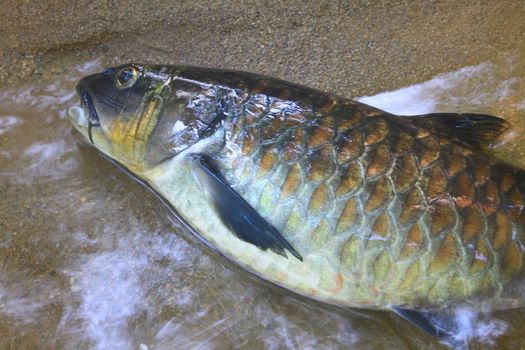 Mahseer Barb or Neolissochilus stracheyi on river in forest    