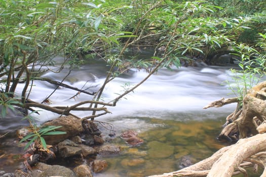 River in deep forest, river in evergreen forest in Thailand 