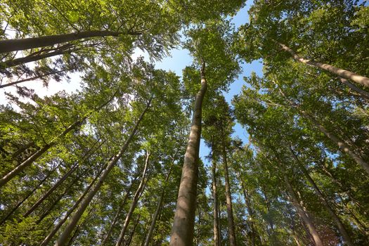 Forest detail with tall pine trees