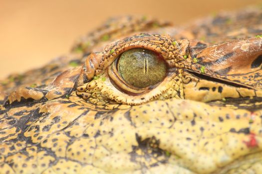 close up of the Crocodile eye, portrait of exotic reptile