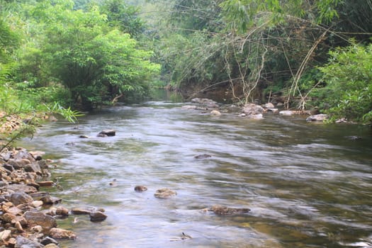 River in deep forest, river in evergreen forest in Thailand 