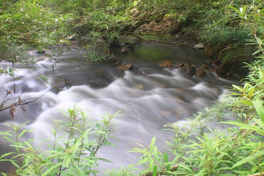 River in deep forest, river in evergreen forest in Thailand 