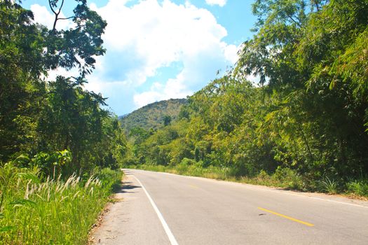 Road in a green forest, national park  