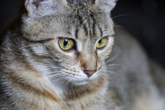 Pet, Adorable common cat hair tabby