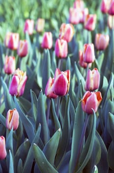 Spring background with tulips 