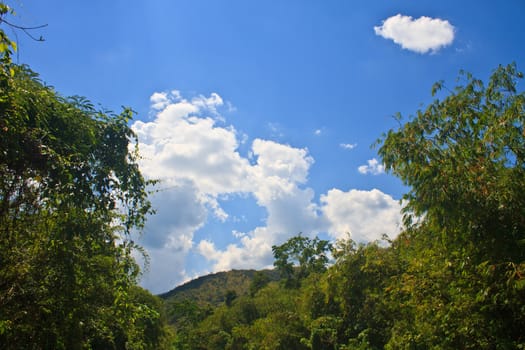 green forest and blue sky with white cloud background