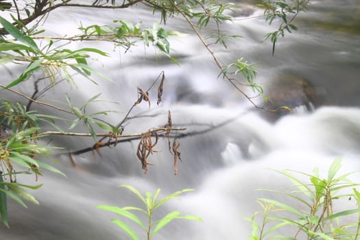 River in deep forest, river in evergreen forest in Thailand 