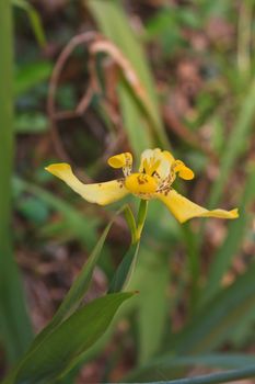 close up of the fan iris flower or walking iris