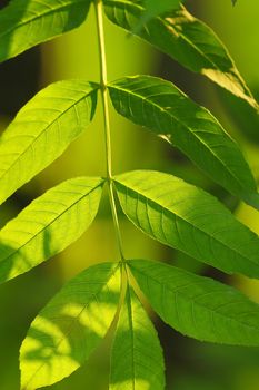 Green leaves of a tree