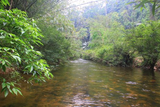River in deep forest, river in evergreen forest in Thailand 