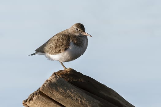 The sandpiper - the disabled person, isn't present one foot