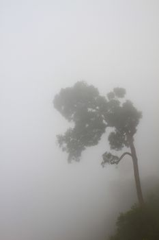 Tree in a fog, Autumn tree in a dense fog 