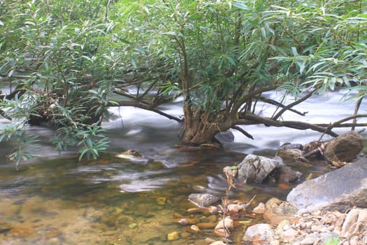 River in deep forest, river in evergreen forest in Thailand 