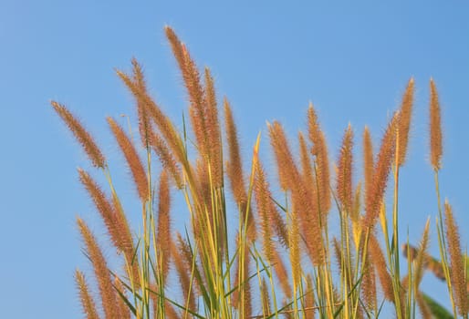 reeds of grass with blue sky background