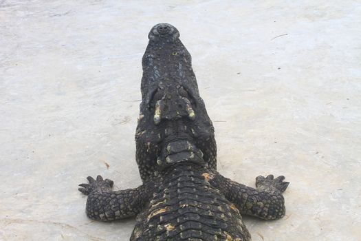 Close up Crocodiles in a farm, Thailand 