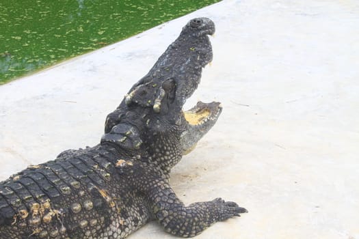 Close up Crocodiles in a farm, Thailand 