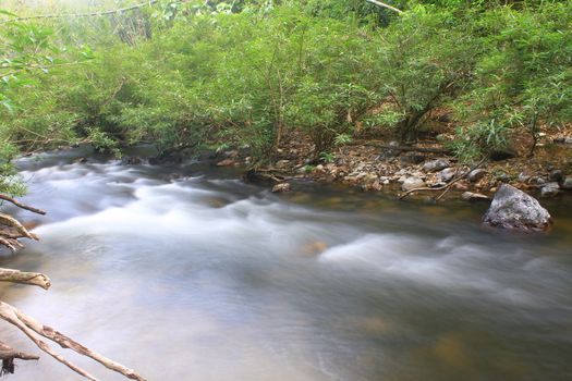 River in deep forest, river in evergreen forest in Thailand 