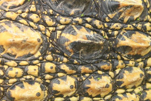 Crocodile skin texture, close up skin texture and background