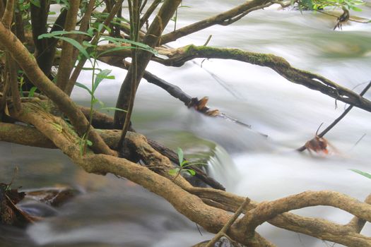 River in deep forest, river in evergreen forest in Thailand 