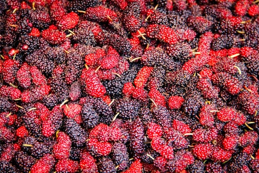 The red and purple of Mulberry berries background