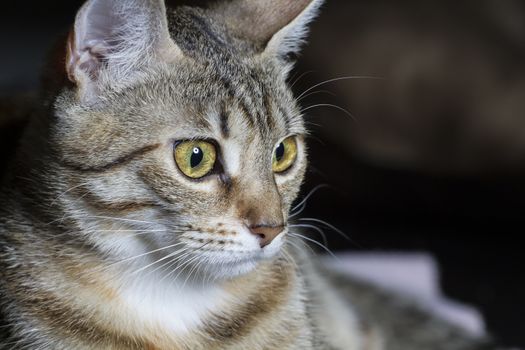 Curious, Adorable common cat hair tabby