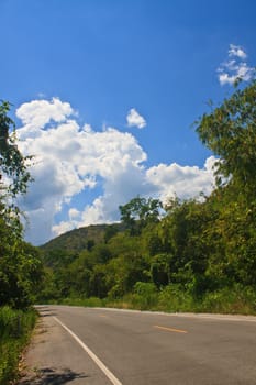 Road in a green forest, national park  