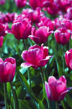 Spring background with tulips 