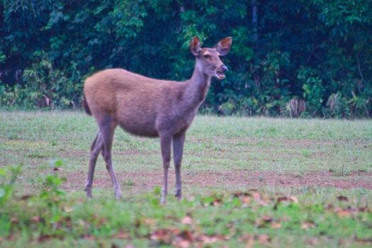 beautiful female samba (Cervus unicolor) standing in Thai forest