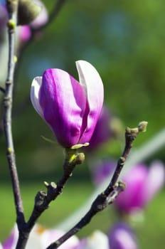 magnolia tree blossom over natural background