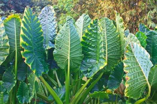 green leaf from an Elephant Ear plant in forest
