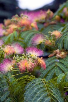 Albizia julibrissin - silk tree over natural background