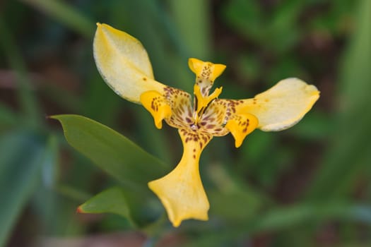 close up of the fan iris flower or walking iris