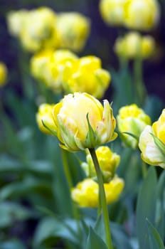 Spring background with tulips 