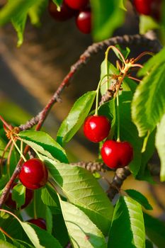 Fresh fruits on the cherry tree