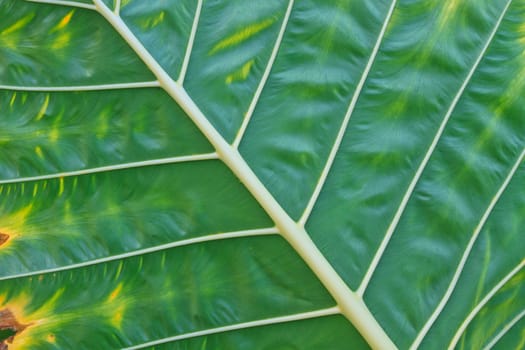 green leaf from an Elephant Ear plant in forest