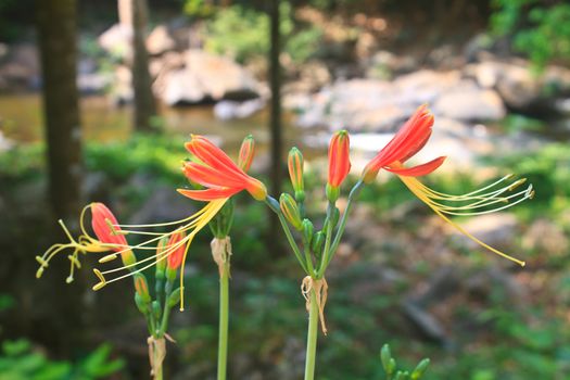 Queen Lily flower  in garden, Hippeastrum cybister or 
Phaedranassa spp. 
 