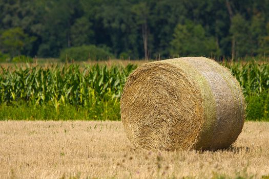 Dry rural field with hay stacks