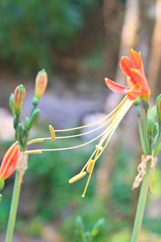 Queen Lily flower  in garden, Hippeastrum cybister or 
Phaedranassa spp. 
 