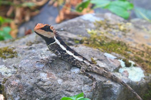 Greater spiny lizard, Acanthosaura armata, black faced lizard, masked spiny lizard, tree lizard