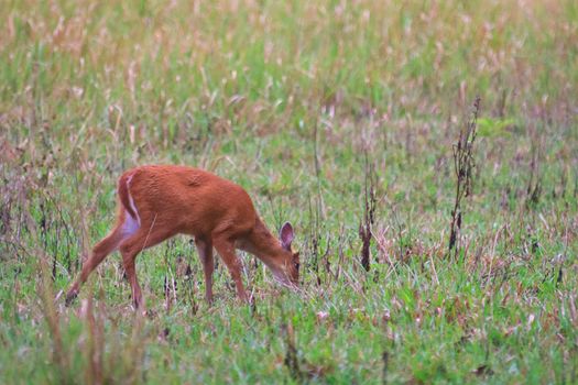 Barking deer or Muntiacus muntjak in a field of grass 