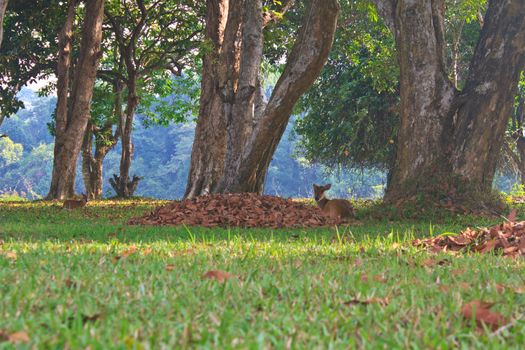 Barking deer or Muntiacus muntjak in a field of grass 