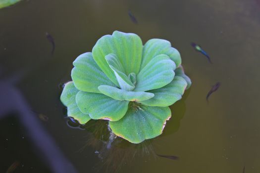 leaves of green water fern, mosquito fern close up floating in a garden pond