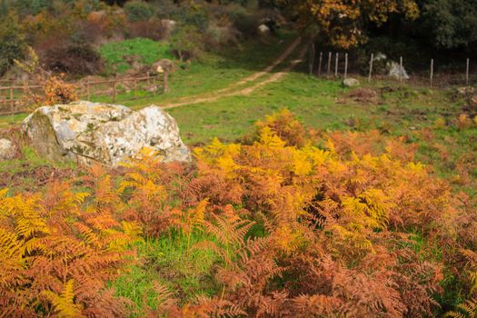 View of Plants in the Enna countryside
