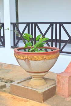 green plant inside big concrete vase near stairs