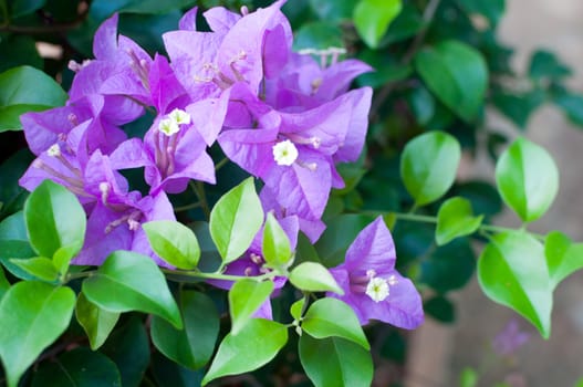 Bougainvillea flowers in a garden 