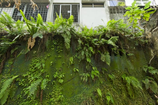 plant on old wall