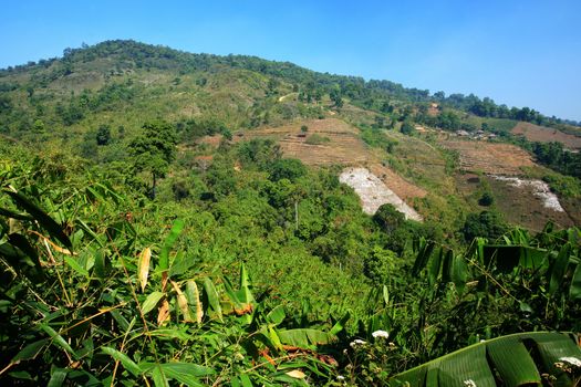 Rain forest destruction in northen of thailand