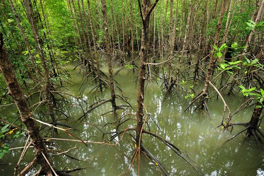 The forest mangrove at Songkra, Thailand.