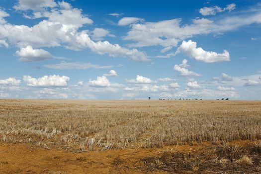 Endless field in bright daylight