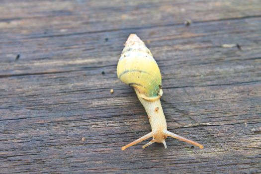 snail on the wood table in park